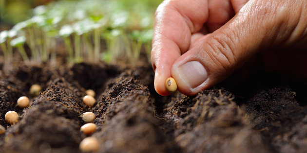 Les semences enfin libres pour les non professionnels en France !